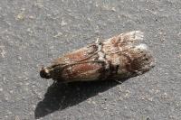 Rhodophaea formosa