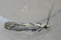 Ancylosis cinnamomella