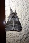 Calliteara pudibunda