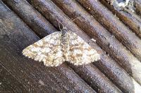 Ematurga atomaria