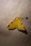 Opisthograptis luteolata