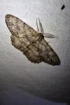 Hypomecis punctinalis