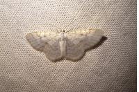Asthena albulata
