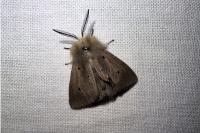 Diaphora mendica