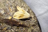 Evergestis forficalis