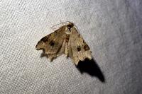 Macaria alternata
