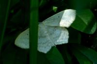 Scopula nigropunctata