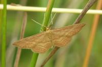 Idaea ochrata