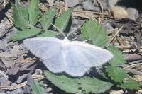Cabera pusaria