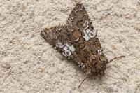 Hadena albimacula