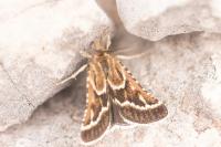 Synaphe bombycalis