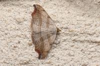 Laspeyria flexula