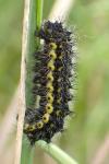 Saturnia pavonia