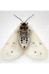 Diaphora mendica