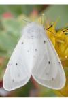 Diaphora mendica