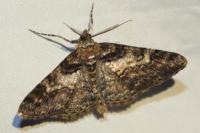 Cleora cinctaria