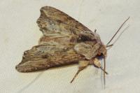 Egira conspicillaris