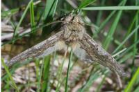 Peridea anceps