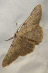 Charissa mucidaria