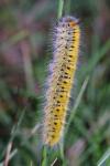 Lasiocampa trifolii trifolii