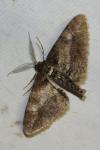 Cleora cinctaria