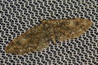 Eupithecia cocciferata