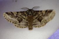 Lycia hirtaria