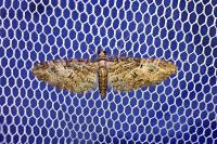 Eupithecia oxycedrata