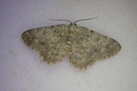 Charissa mucidaria