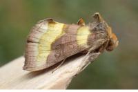 Diachrysia chrysitis