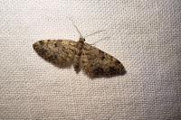 Eupithecia tantillaria