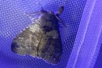 Calliteara pudibunda