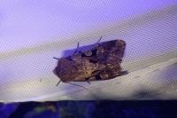 Orthosia gothica
