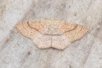 Cyclophora ruficiliaria