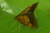 Evergestis limbata