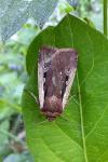 Ochropleura plecta