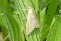 Sitochroa verticalis