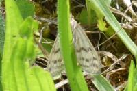 Sitochroa verticalis