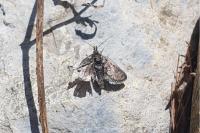 Metaxmeste schrankiana