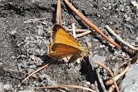 Isturgia limbaria delimbaria