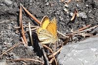 Isturgia limbaria delimbaria