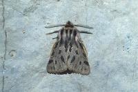 Ocnogyna parasita