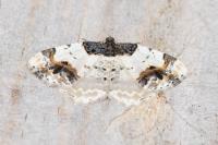 Ligdia adustata