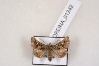 Amephana aurita