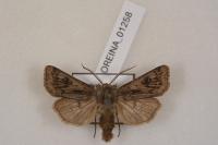 Agrotis chretieni