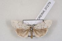 Coscinia cribraria cribraria