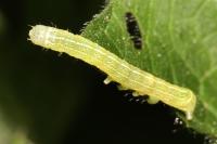 Orthosia cerasi