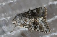 Hecatera bicolorata