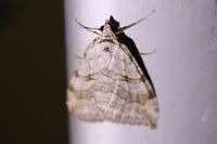 Aplocera efformata