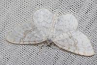 Asthena albulata